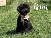 RAINE, a male Goldendoodle for sale in Blacksburg, VA – 2 of 2