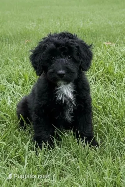 RAIN – Goldendoodle puppy for sale in Blacksburg, VA