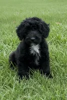 RAIN, a male Goldendoodle for sale in Blacksburg, VA – 1 of 1