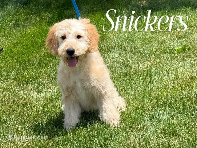 SNICKERS – Goldendoodle, Miniature Goldendoodle puppy for sale in Blacksburg, VA