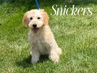 SNICKERS, a female Goldendoodle and Miniature Goldendoodle for sale in Blacksburg, VA – 1 of 1