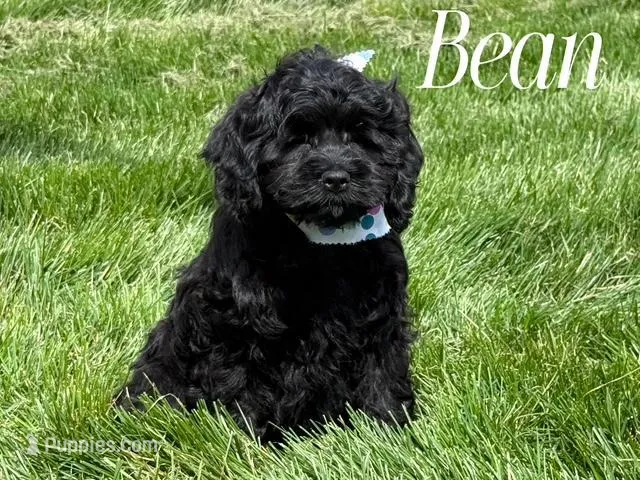 BEAN – Cockapoo puppy for sale in Blacksburg, VA
