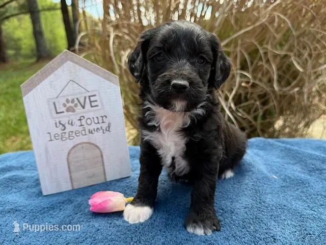 BREA – Goldendoodle, Miniature Goldendoodle puppy for sale in Blacksburg, VA