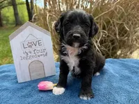 BREA, a female Goldendoodle and Miniature Goldendoodle for sale in Blacksburg, VA – 1 of 1