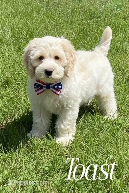 TOAST – Cockapoo puppy for sale in Blacksburg, VA