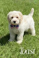 TOAST, a male Cockapoo for sale in Blacksburg, VA – 1 of 2