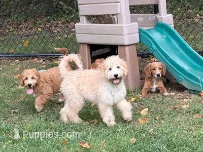 TRUFFLES – Goldendoodle puppy for sale in Blacksburg, VA