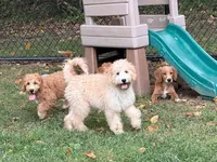 TRUFFLES, a female Goldendoodle for sale in Blacksburg, VA – 2 of 2