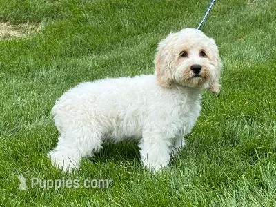 MILLER – Cockapoo puppy for sale in Blacksburg, VA