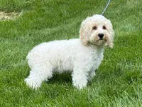 MILLER, a male Cockapoo for sale in Blacksburg, VA – 1 of 1
