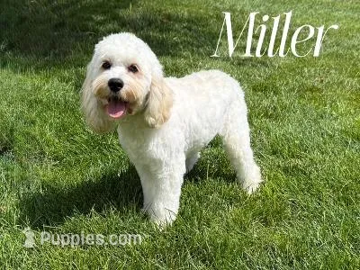 MILLER – Cockapoo puppy for sale in Blacksburg, VA