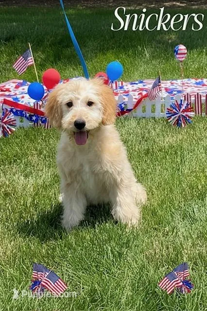 SNICKERS – Goldendoodle, Miniature Goldendoodle puppy for sale in Blacksburg, VA