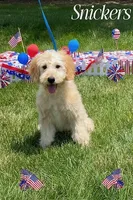 SNICKERS, a female Goldendoodle and Miniature Goldendoodle for sale in Blacksburg, VA – 1 of 2