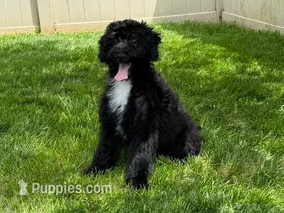 RAINE – Goldendoodle puppy for sale in Blacksburg, VA