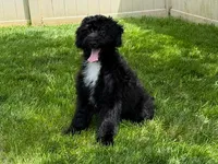 RAINE, a male Goldendoodle for sale in Blacksburg, VA – 1 of 1
