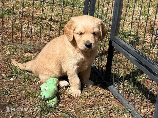 CHEDDAR – Golden Cocker Retriever, Miniature Golden Retriever puppy for sale in Blacksburg, VA