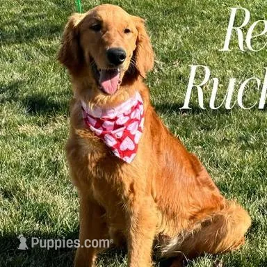 SCOUT , a male Goldendoodle and Miniature Goldendoodle for sale in Blacksburg, VA – Photo 2 of 3