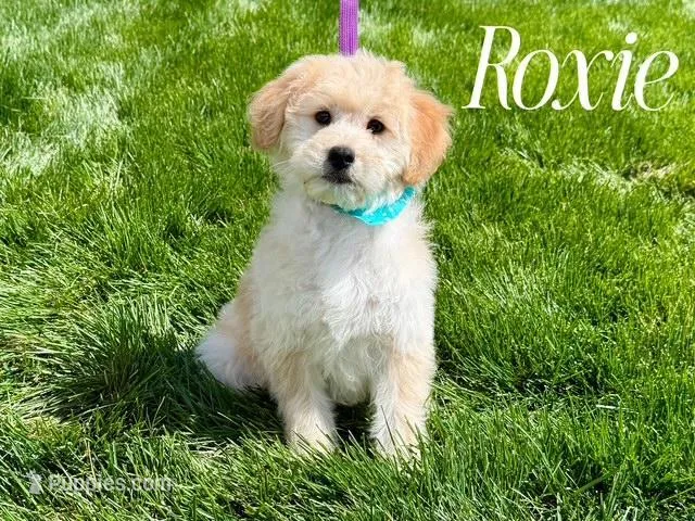 ROXIE – Goldendoodle, Miniature Goldendoodle puppy for sale in Blacksburg, VA