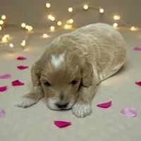 SCOUT , a male Goldendoodle and Miniature Goldendoodle for sale in Blacksburg, VA – Photo 1 of 3