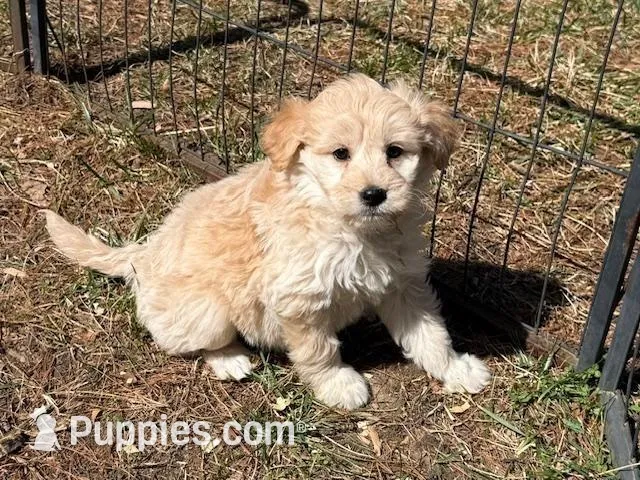 ROXIE – Goldendoodle, Miniature Goldendoodle puppy for sale in Blacksburg, VA