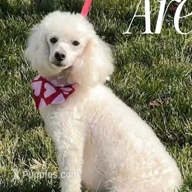 SCOUT , a male Goldendoodle and Miniature Goldendoodle for sale in Blacksburg, VA – Photo 3 of 3