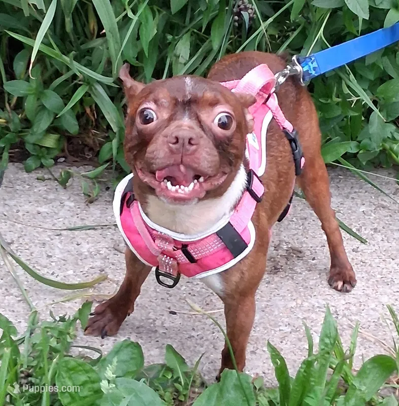 *Breeder Reduction* Violet – Boston Terrier puppy for sale in Bunker Hill, IL
