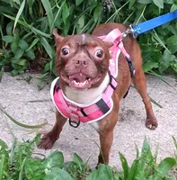 *Breeder Reduction* Violet, a female Boston Terrier for sale in Bunker Hill, IL – 1 of 5