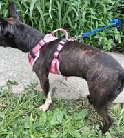 *Breeder Reduction* Begonia (pending), a female Boston Terrier for sale in Bunker Hill, IL – 6 of 6