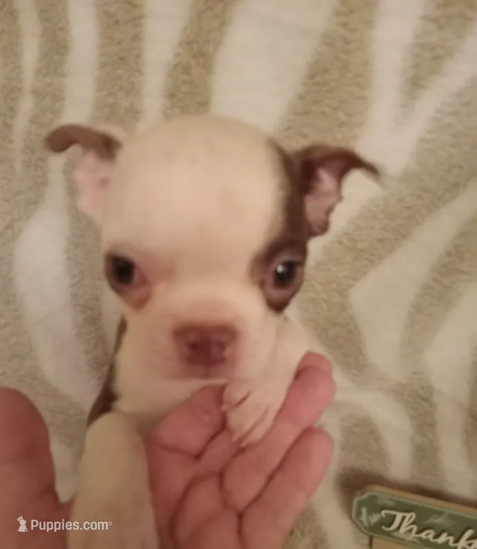 *Breeder Reduction* Oleander – Boston Terrier puppy for sale in Bunker Hill, IL