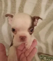 *Breeder Reduction* Oleander, a male Boston Terrier for sale in Bunker Hill, IL – 1 of 2