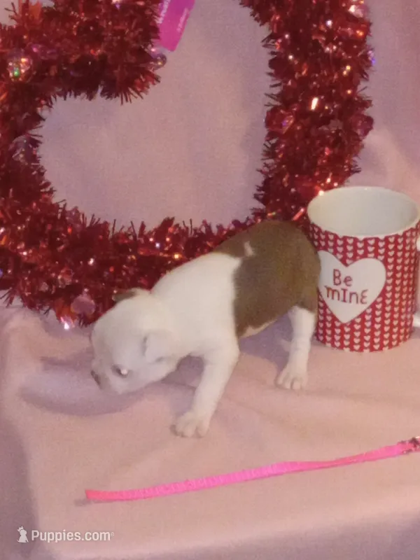 *Breeder Reduction* Pansy – Boston Terrier puppy for sale in Bunker Hill, IL