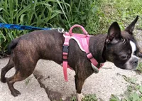 *Breeder Reduction* Begonia (pending), a female Boston Terrier for sale in Bunker Hill, IL – 5 of 6