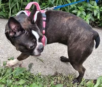 *Breeder Reduction* Begonia (pending), a female Boston Terrier for sale in Bunker Hill, IL – 3 of 6
