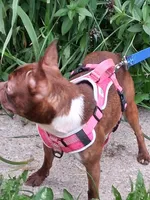*Breeder Reduction* Violet, a female Boston Terrier for sale in Bunker Hill, IL – 4 of 5