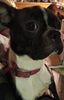 *Breeder Reduction* Willow, a female Boston Terrier for sale in Bunker Hill, IL – 2 of 2