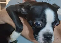 Boy # 1, a male Boston Terrier for sale in Bunker Hill, IL – 1 of 2
