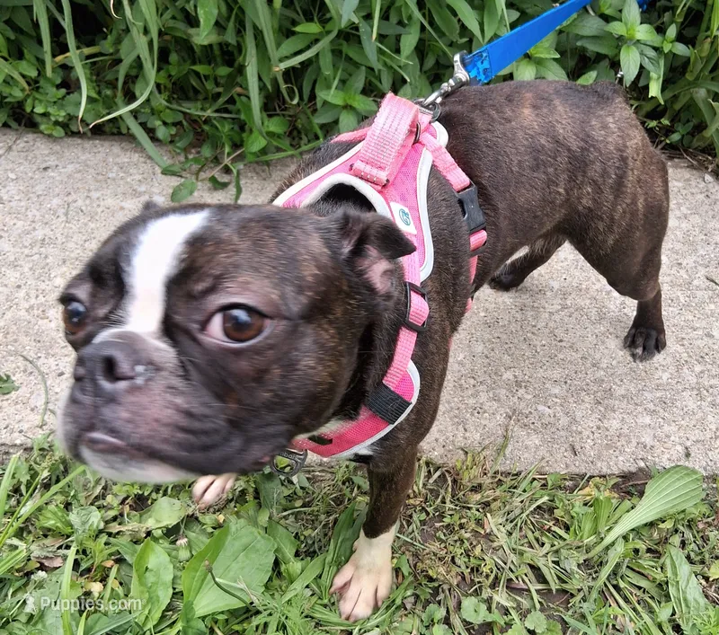 *Breeder Reduction* Begonia – Boston Terrier puppy for sale in Bunker Hill, IL