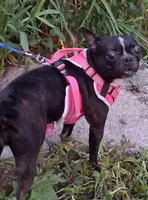 *Breeder Reduction* Daisy, a female Boston Terrier for sale in Bunker Hill, IL – 2 of 3