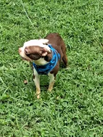 *Breeder Reduction* Oleander, a male Boston Terrier for sale in Bunker Hill, IL – 3 of 5