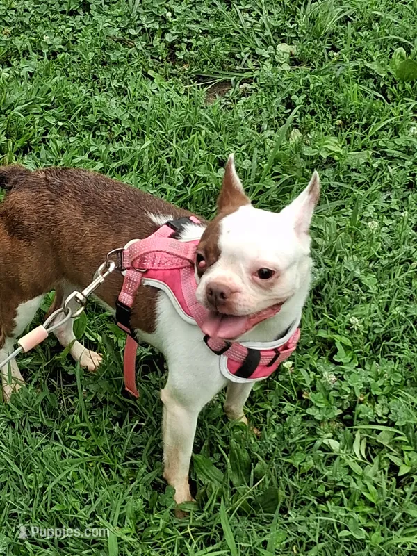 *Breeder Reduction* Pansy – Boston Terrier puppy for sale in Bunker Hill, IL