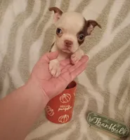 *Breeder Reduction* Oleander, a male Boston Terrier for sale in Bunker Hill, IL – 2 of 2