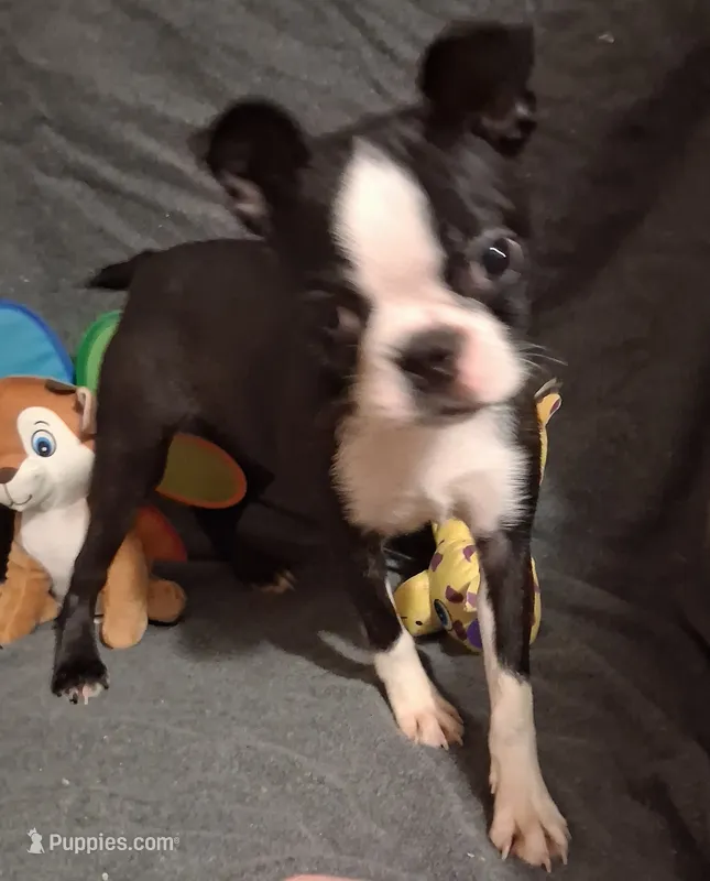 Baby girl – Boston Terrier puppy for sale in Bunker Hill, IL