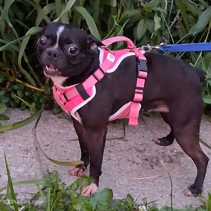 *Breeder Reduction* Daisy – Boston Terrier puppy for sale in Bunker Hill, IL