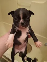 *Breeder Reduction* Willow , a female Boston Terrier for sale in Bunker Hill, IL – 3 of 4