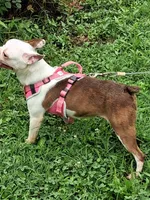 *Breeder Reduction* Pansy, a female Boston Terrier for sale in Bunker Hill, IL – 4 of 4