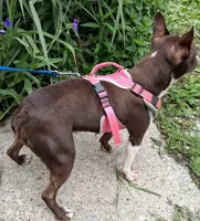 **Breeder Reduction** Sweet Pea, a female Boston Terrier for sale in Bunker Hill, IL – 4 of 4