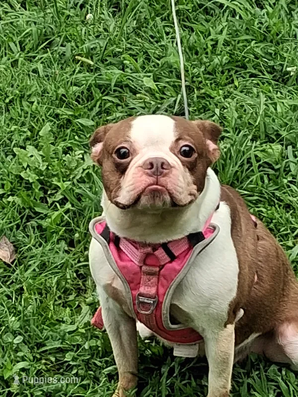 *Breeder Reduction* Bonnie – Boston Terrier puppy for sale in Bunker Hill, IL