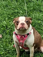 *Breeder Reduction* Bonnie, a female Boston Terrier for sale in Bunker Hill, IL – 1 of 3