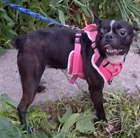 *Breeder Reduction* Daisy, a female Boston Terrier for sale in Bunker Hill, IL – 3 of 3