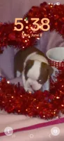 *Breeder Reduction* Bonnie, a female Boston Terrier for sale in Bunker Hill, IL – 1 of 1